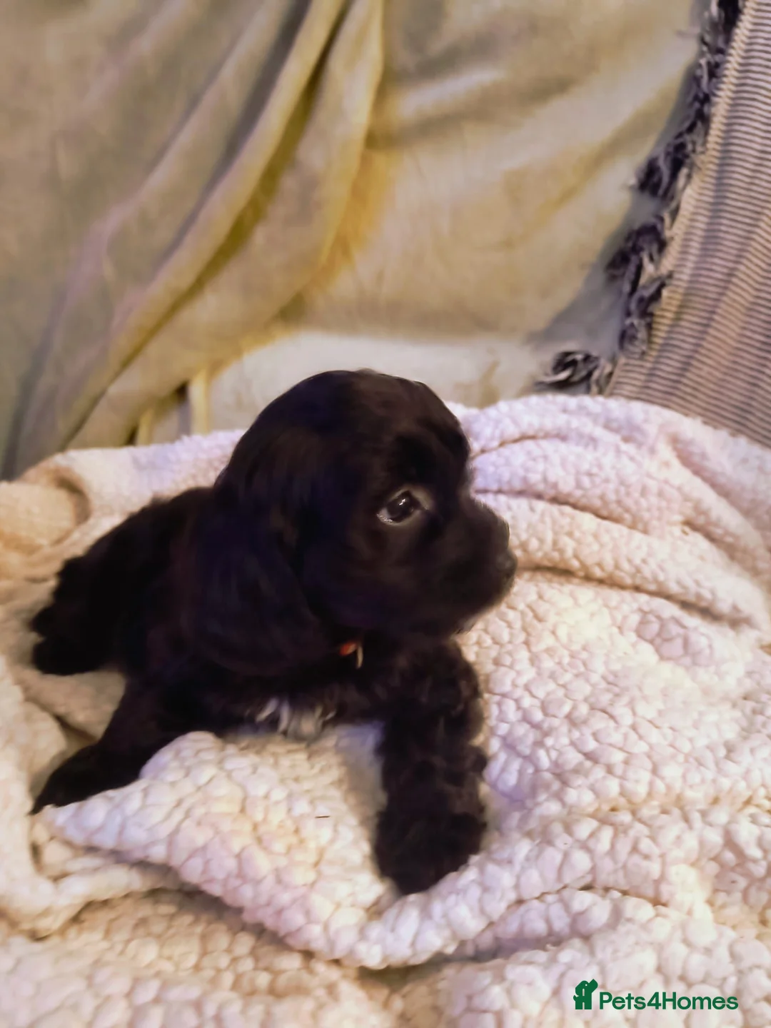 Cockapoo dogs for sale: Cockapoo - Advert 18