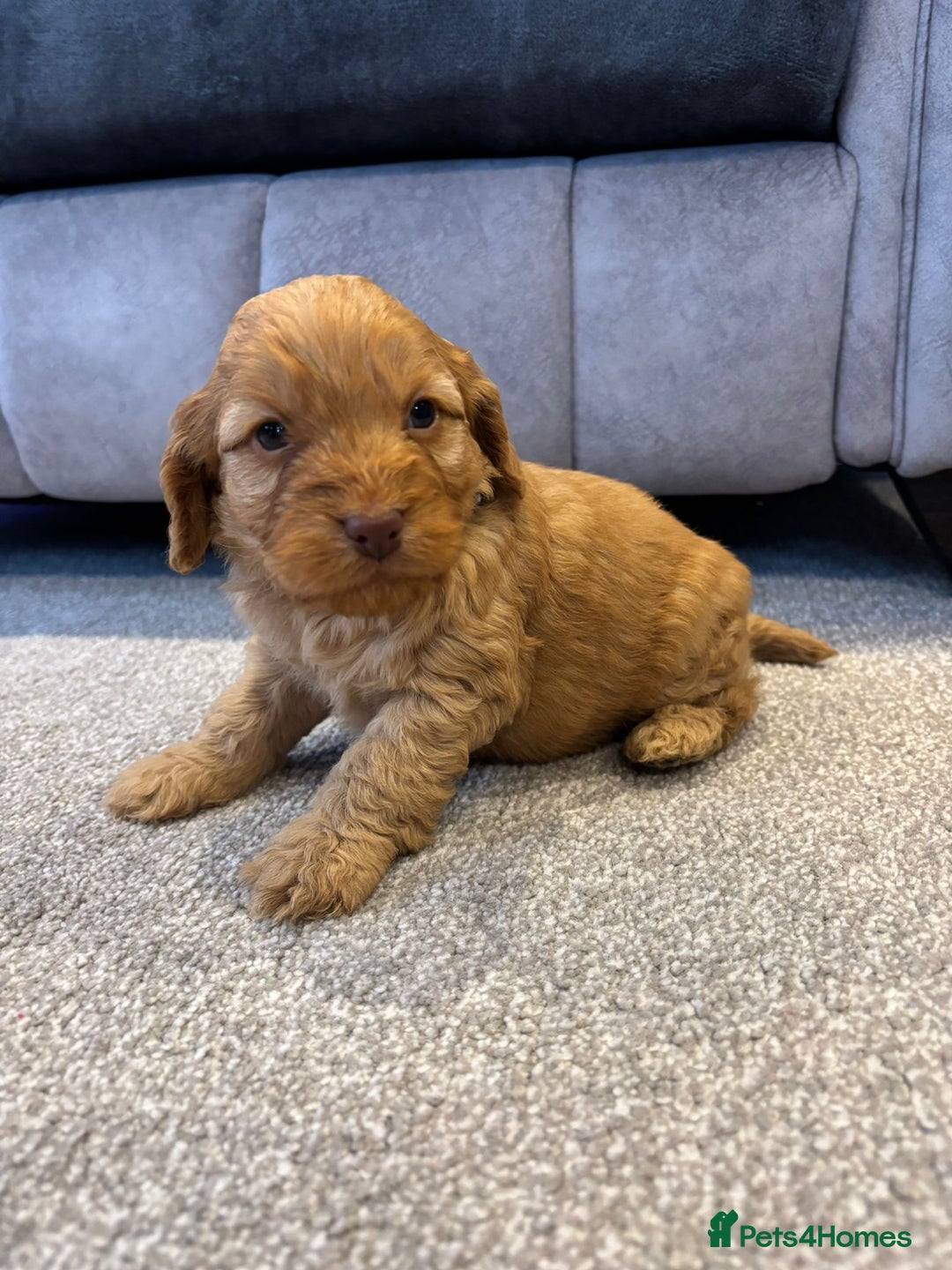 Cockapoo dogs for sale: Six stunning cockapoo puppies - Advert 19