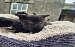Mixed Breed cats for sale: 2 Beautiful b+w kittens Ready Now ( 2 left) - Image 6