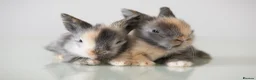 Lionhead rabbits for sale: Double-maned Lionhead Bunnies - Advert 9