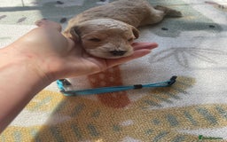 Cockapoo dogs for sale: Toy cockapoos f2b 5 gorgeous teddy bears - Image 5