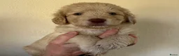 Double Doodle dogs for sale: 2 Stunning Standard F3 Labradoodle boys-cream/choc - Advert 36