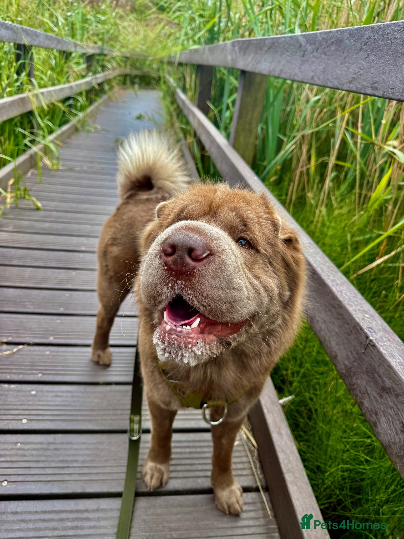 Shar Pei dogs Yogi Bear for stud 🐶🧸 - Advert 4
