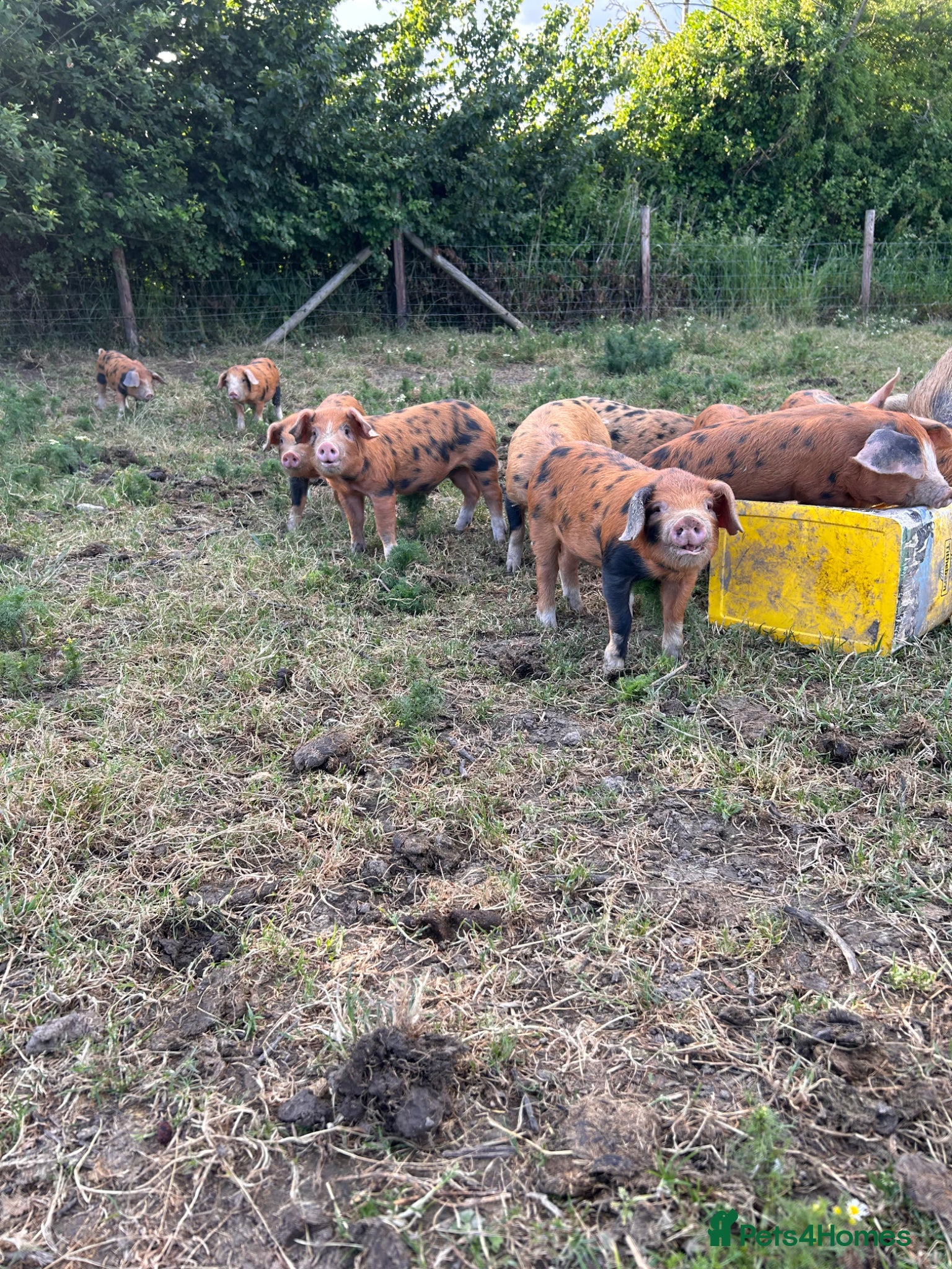 Pig livestock for sale: Pure bred Oxford Sandy Black Weaners pigs piglets - Advert 4