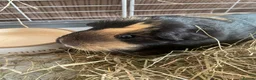 Guinea Pig rodents for sale: Chichester- 2 female guinea pigs for sale £30  in Chichester - Advert 5
