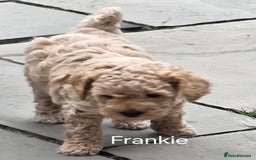 Mixed Breed dogs for sale: Cavapoo puppies - Image 9