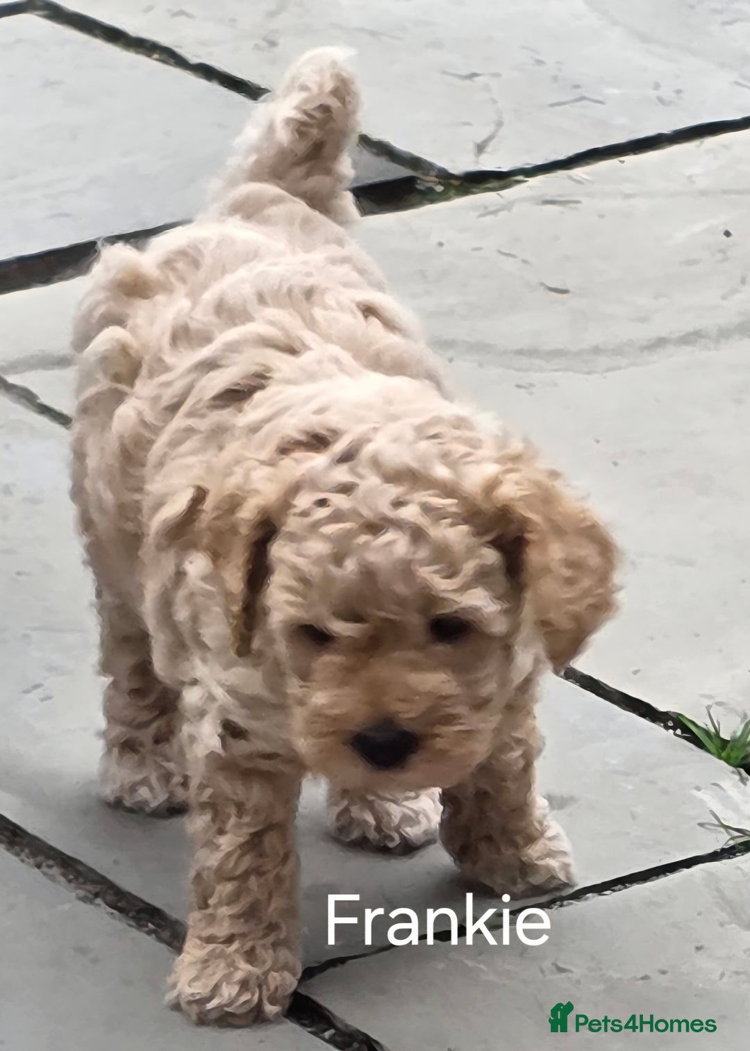 Mixed Breed dogs for sale: Cavapoo puppies - Image 9