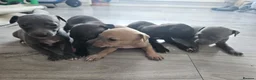 Italian Greyhound dogs for sale: Italian greyhound puppies 🐶  in Bridport - Advert 3