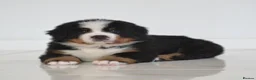 Bernese Mountain Dog dogs for sale: KC REGISTERED BERNEESE PUPPIES  - Advert 12