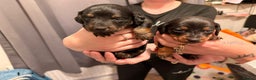 Dachshund dogs for sale: Dachshund puppies  - Advert 11