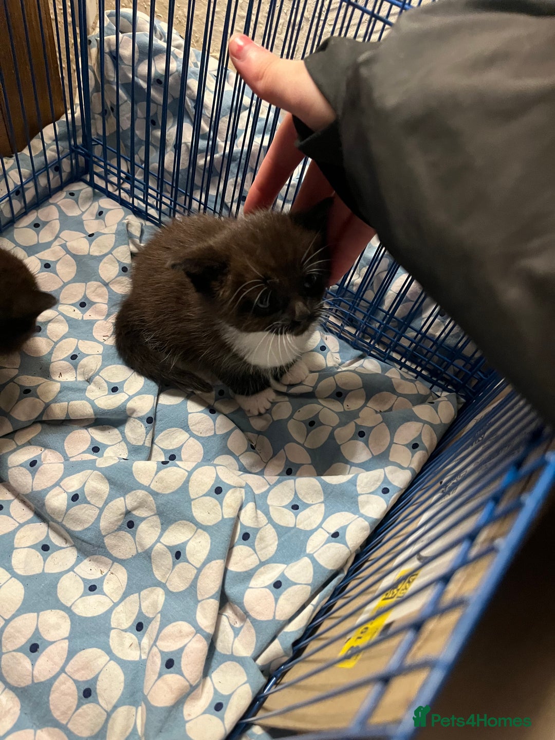 Mixed Breed cats for sale: 3 baby boys looking for their new homes , 4 weeks  - Image 18