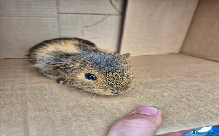 Guinea Pig rodents - Advert 12