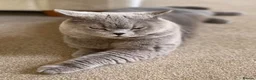 British Shorthair cats for sale: Beautiful  British Shorthair Kittens in Bournemouth - Advert 27