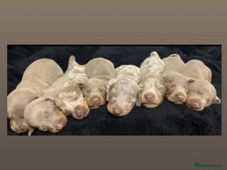 Miniature Dachshund dogs - Advert 7