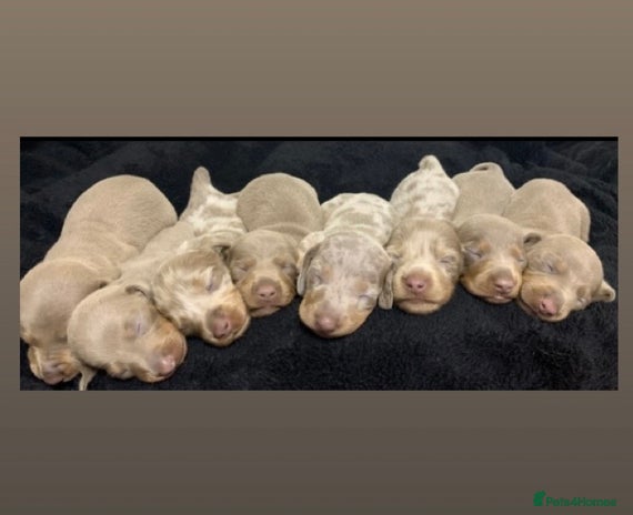 Miniature Dachshund dogs - Advert 12