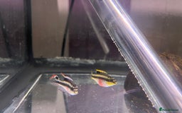 Cichlids fish for sale: Kribensis cichlid  - Image 1