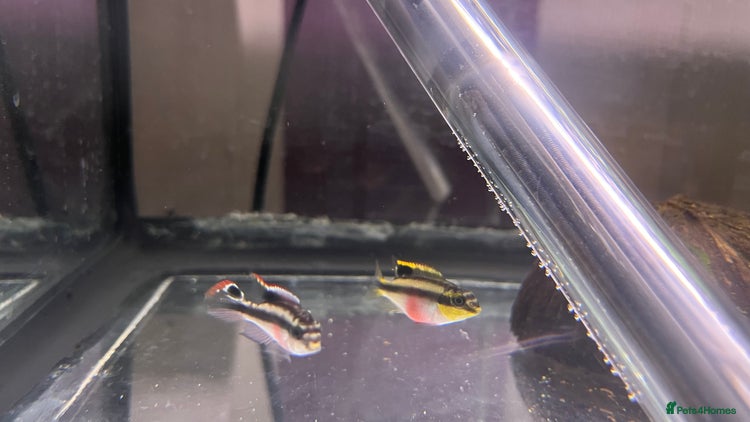 Cichlids fish - Advert 1