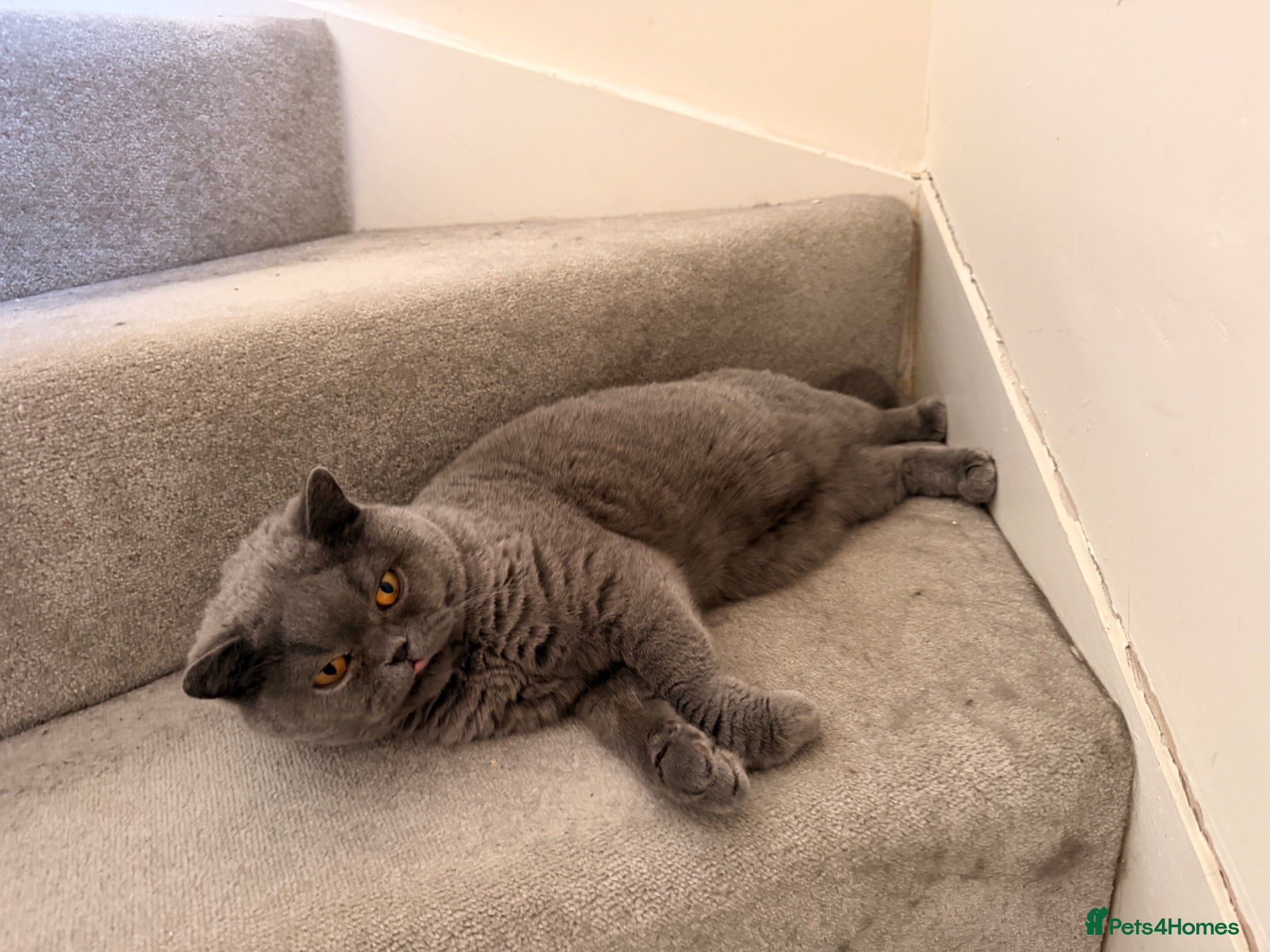 British Shorthair cats Beautiful Blue British Shorthair – Pedigree - Advert 1