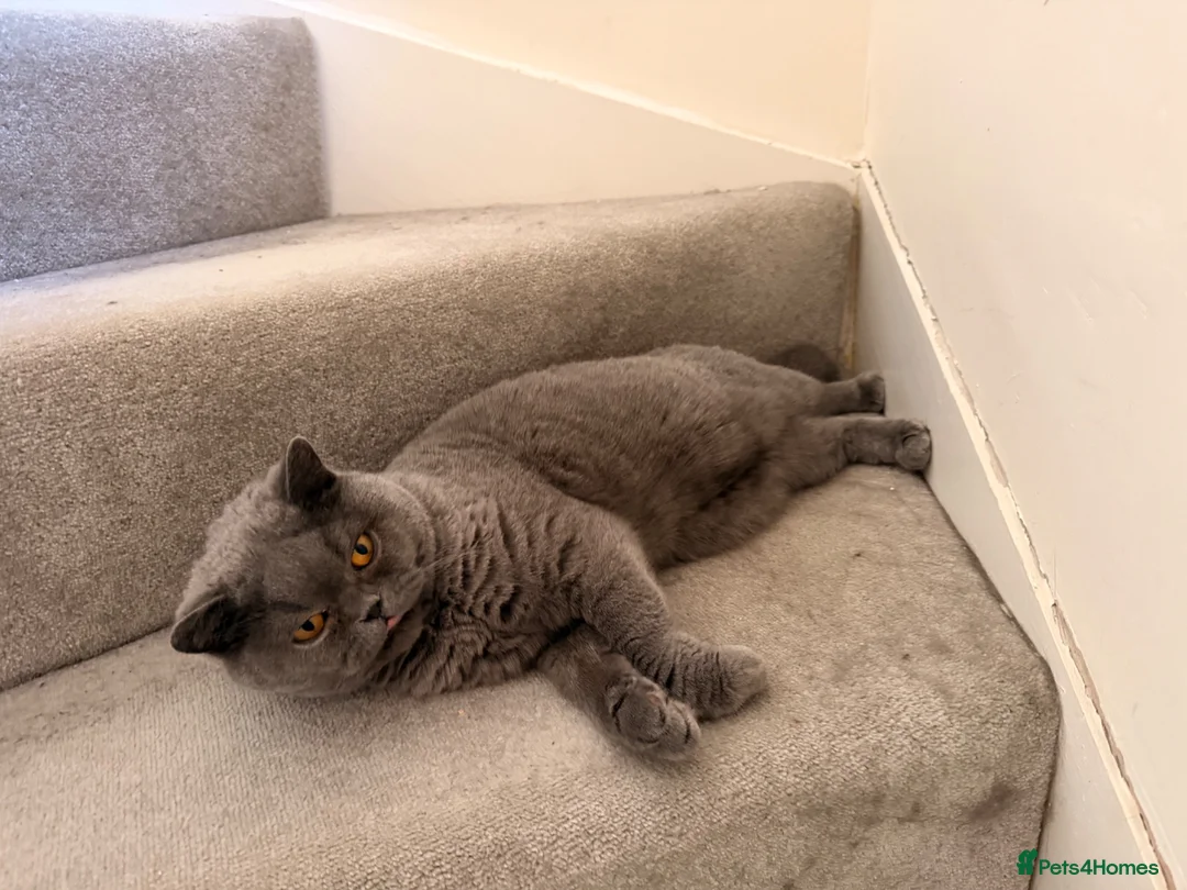 British Shorthair cats for sale: Beautiful Blue British Shorthair – Pedigree in Liverpool - Advert 1