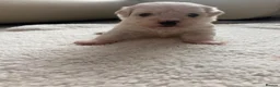 Maltese dogs for sale: New Home - Advert 4