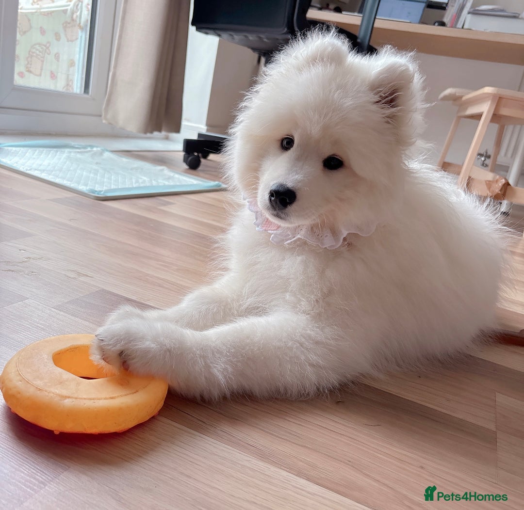 Samoyed dogs for sale: 🐾 Beautiful KC Registered Samoyed – 7 Months Old - Advert 13