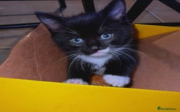 Mixed Breed cats for sale: 4 boys and 1 girl ready to find their new homes ^^ - Advert 1