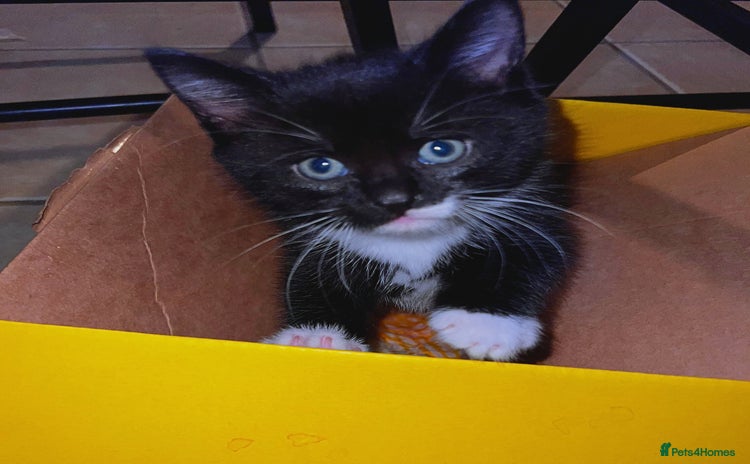 Mixed Breed cats 4 boys and 1 girl ready to find their new homes ^^ - Advert 3