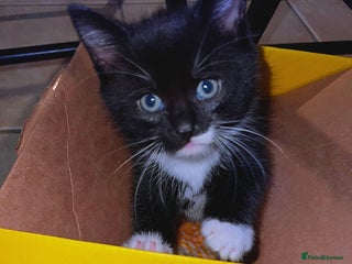 Mixed Breed cats 4 boys and 1 girl ready to find their new homes ^^ - Advert 4