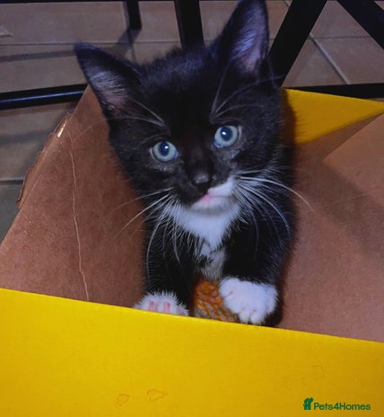 Mixed Breed cats 4 boys and 1 girl ready to find their new homes ^^ - Advert 2