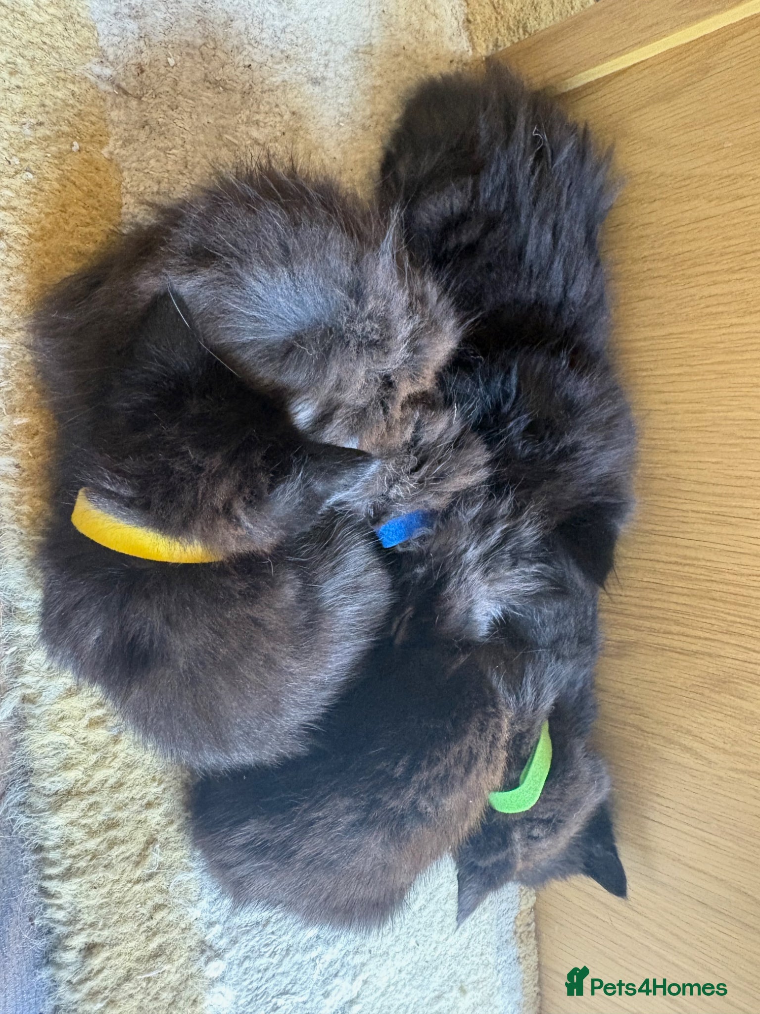 Mixed Breed cats for sale: Beautiful Kittens For Sale - Advert 18