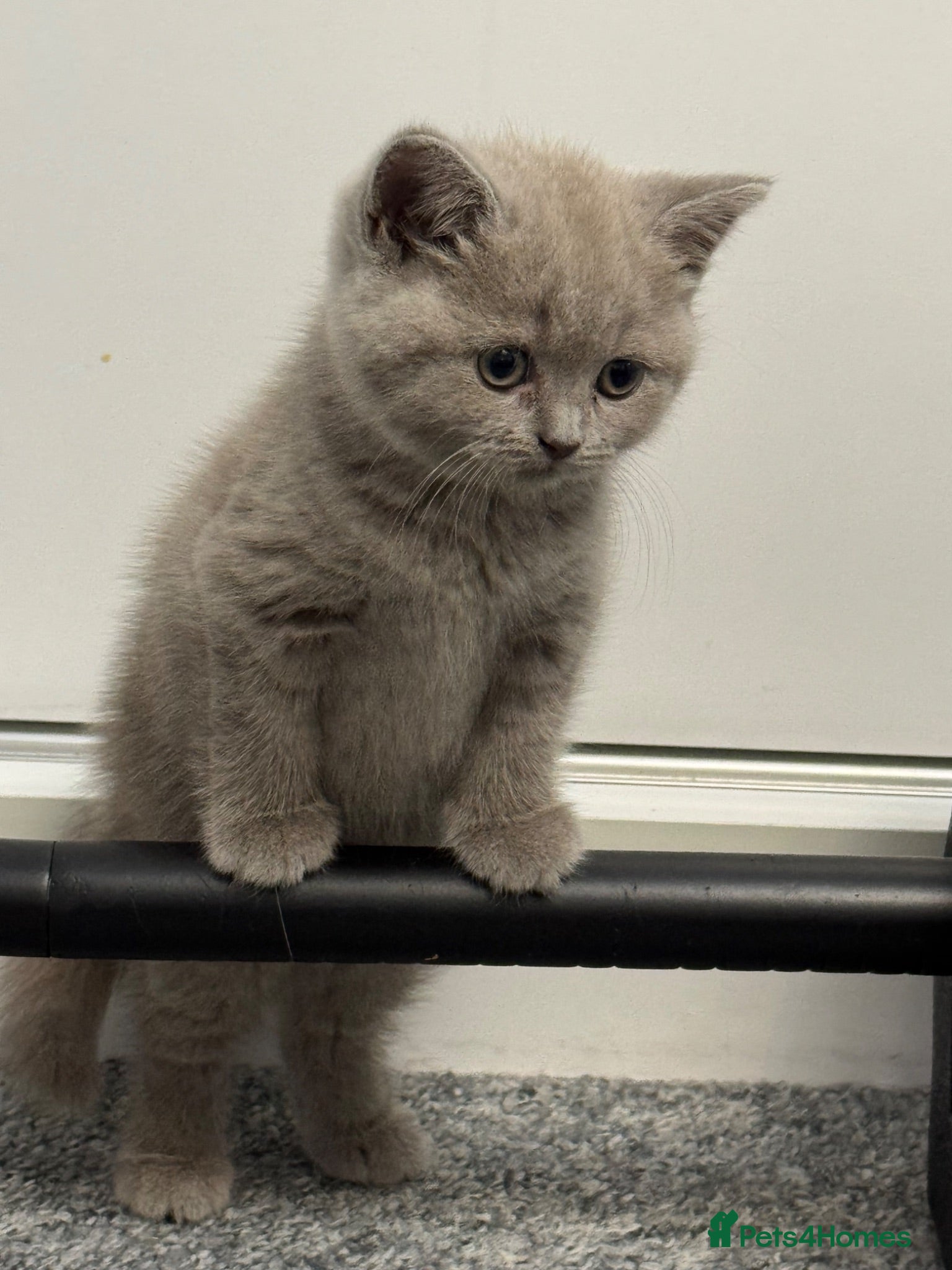 British Shorthair cats 1 boy ready to leave, playful lilac bsh kittens - Advert 1