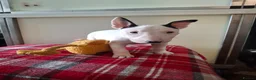 English Bull Terrier dogs for sale: Stunning english bull terrier pups - Advert 4