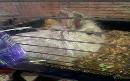 Mini Lion Lop rabbits for sale: 2 x 18 month dwarf lion heads available rabbits  - Image 1