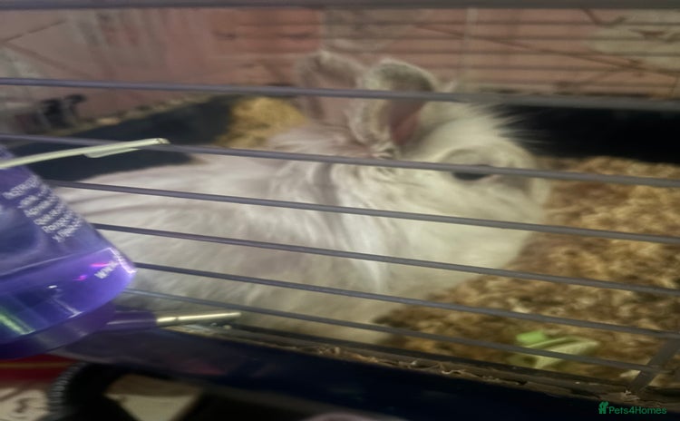 Mini Lion Lop rabbits - Advert 11