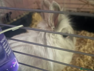 Mini Lion Lop rabbits - Advert 1