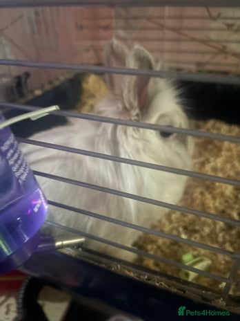 Mini Lion Lop rabbits - Advert 1