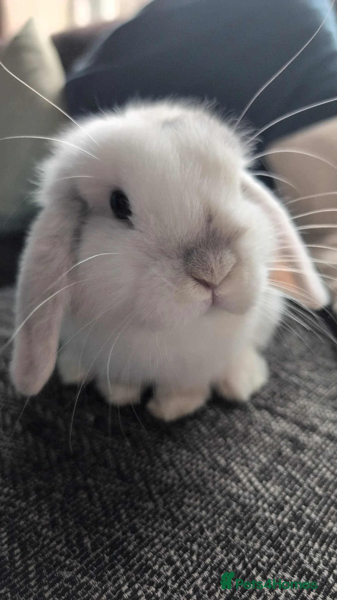 Mini Lop rabbits for sale: Lovely Mini Lop Rabbit  - Advert 1