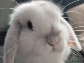 Mini Lop rabbits Lovely Mini Lop Rabbit - Advert 1