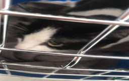 British Shorthair cats for sale: Roxxy - with a double X  - Image 14