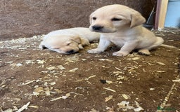 Labrador Retriever dogs for sale: Yellow Labrador puppies  - Image 3