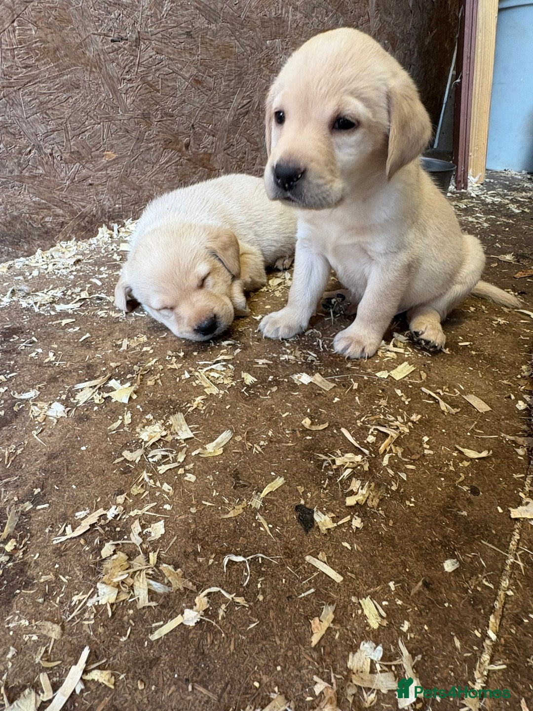 Labrador Retriever dogs for sale: Yellow Labrador puppies  - Image 3