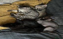 Dwelf cats for sale: Elf Sphynx cross  - Image 1