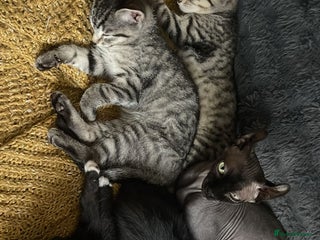 Dwelf cats - Advert 33