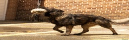 German Shepherd dogs for stud: CZ IMP SABLE Pedigree German Shepherd in London - Advert 6