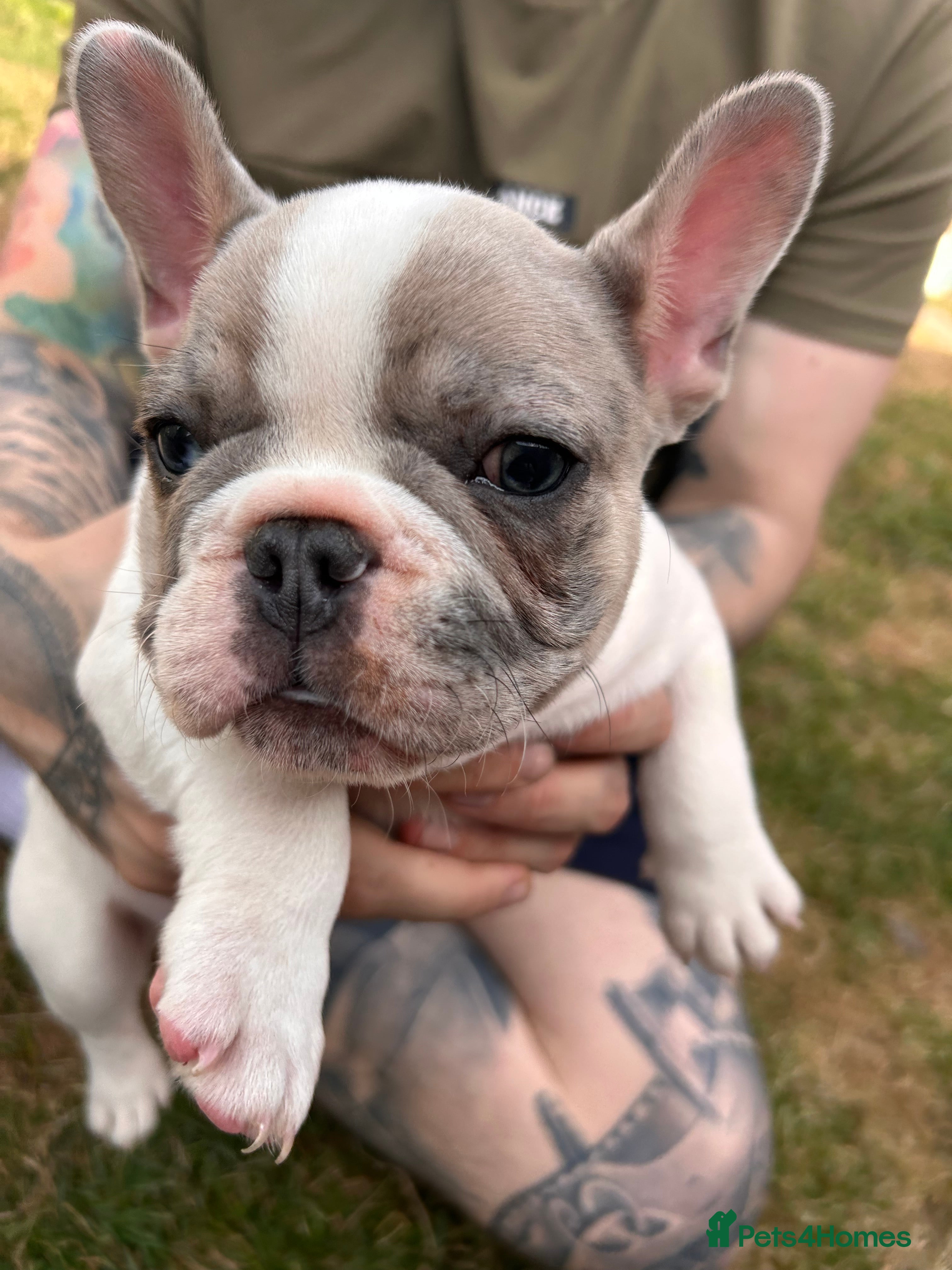 French Bulldog dogs for sale: DWKC French bulldog puppies  - Advert 29