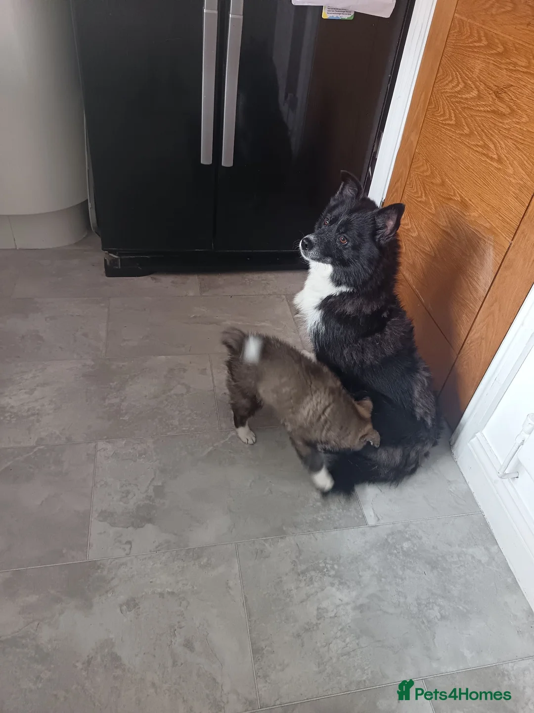 Pomsky dogs for sale: Pomsky puppy's  - Advert 2