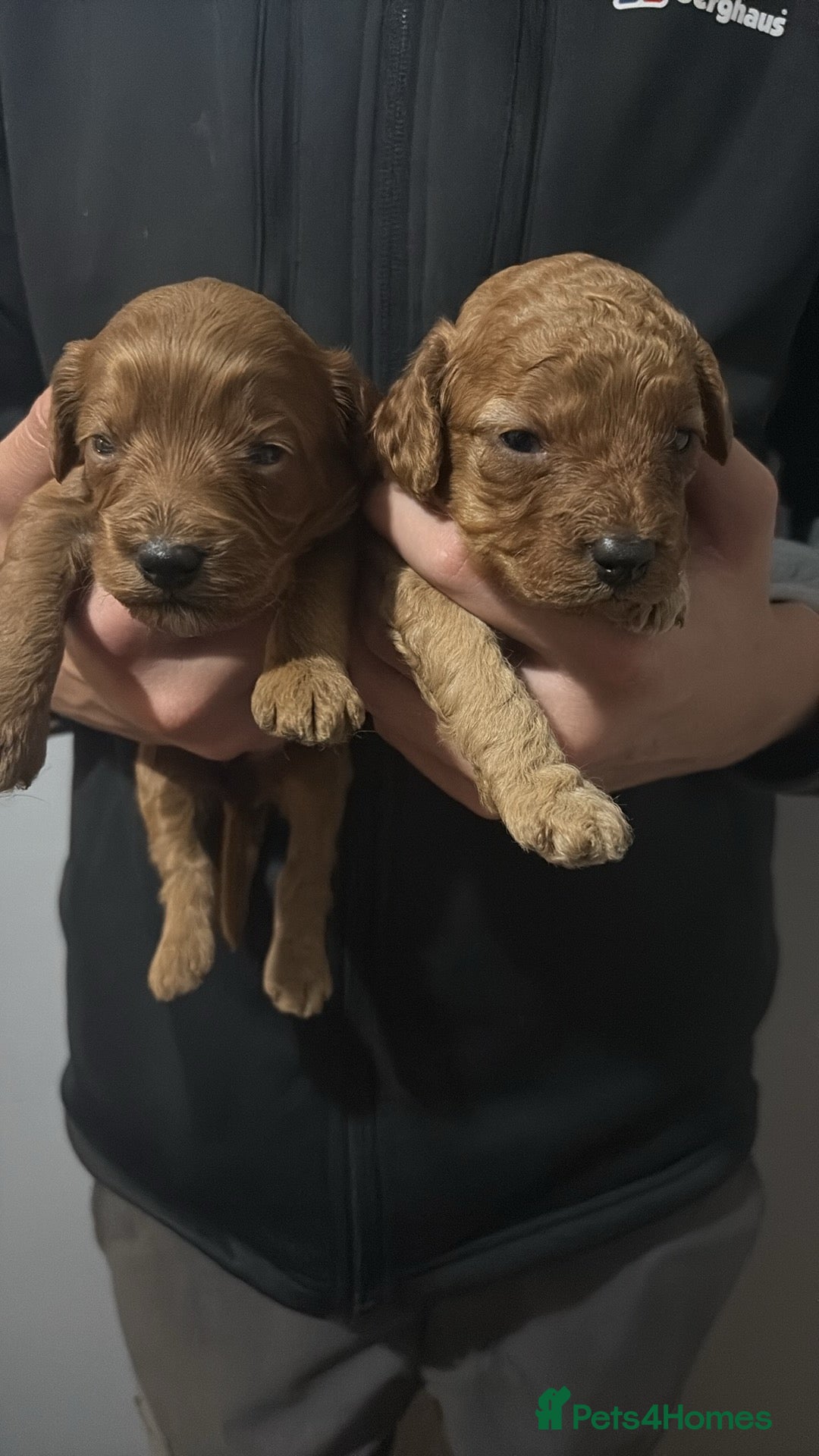 Cockapoo dogs for sale: Gorgeous Red Cockapoo Puppies  - Image 7