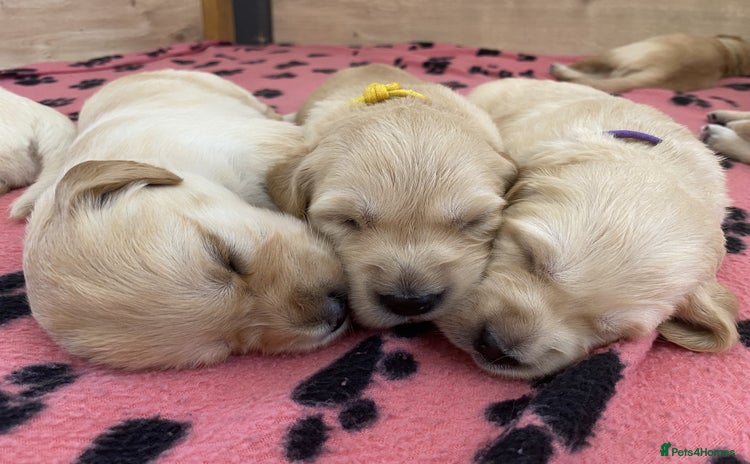 Golden Retriever dogs - Advert 4