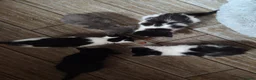Mixed Breed cats for sale: Kittens  - Advert 19