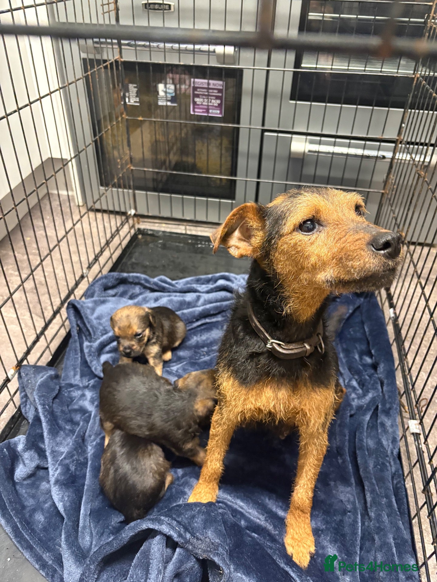Mixed Breed dogs Border Lakeland puppies for sale  - Advert 5